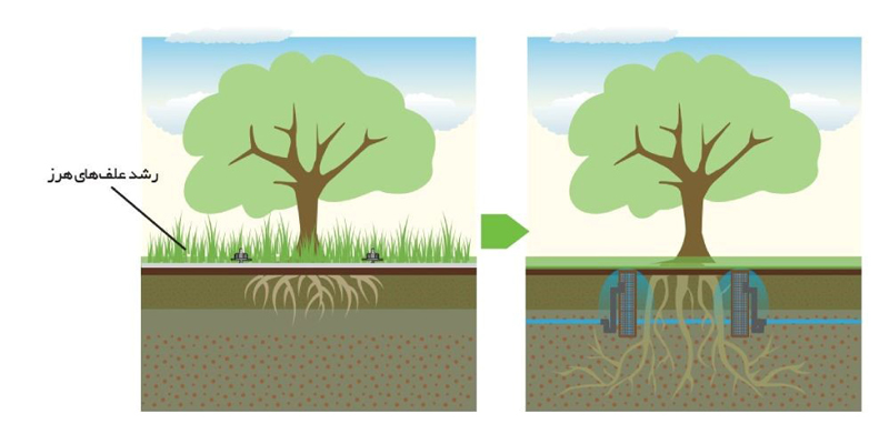 مقایسه رشد علف هرز و توسعه ریشه در سیستم آبیاری زیر سطحی با سایر سیستم ها